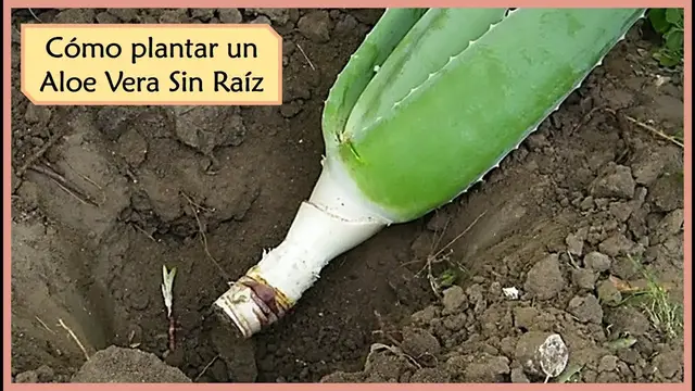 Video thumbnail for Cómo plantar Aloe Vera sin raíz