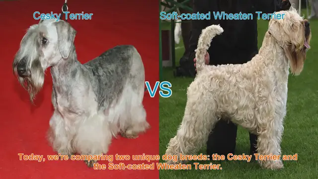 Video thumbnail for Comparing Cesky Terrier and Soft-coated Wheaten Terrier: A Comprehensive Guide