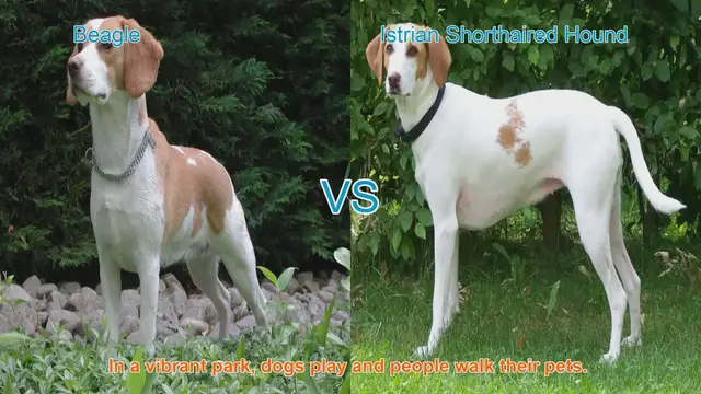 Video thumbnail for Beagle vs. Istrian Shorthaired Hound: A Comparative Guide