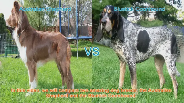 Video thumbnail for Australian Shepherd VS Bluetick Coonhound