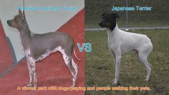 Video thumbnail for Comparing American Hairless Terrier and Japanese Terrier: A Unique Dog Breed Comparison