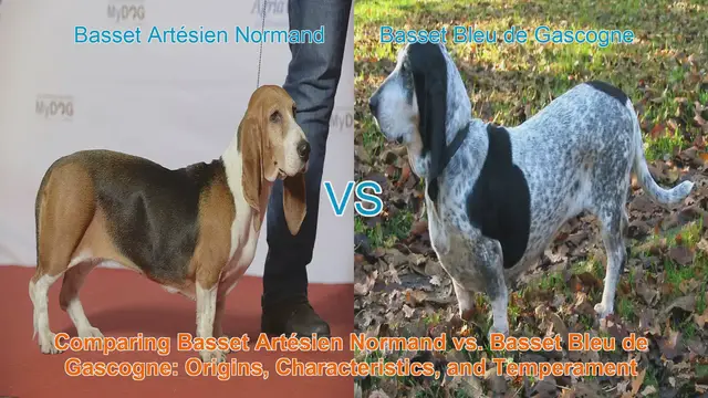 Video thumbnail for Comparing Basset Artésien Normand vs. Basset Bleu de Gascogne: Origins, Characteristics, and Temperament