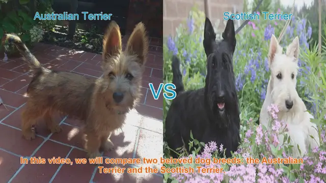 Video thumbnail for Australian Terrier vs. Scottish Terrier: A Breed Comparison