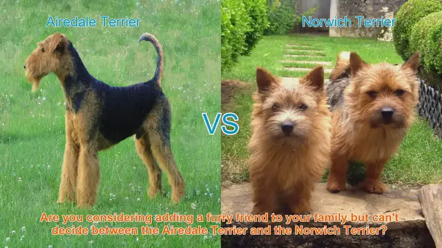 Video thumbnail for Airedale Terrier vs. Norwich Terrier: Choosing the Right Breed for You