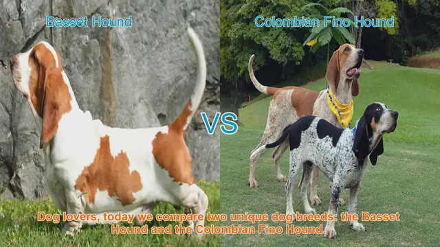 Video thumbnail for Basset Hound vs. Colombian Fino Hound: A Comparison of Two Unique Dog Breeds