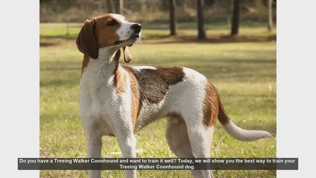 Video thumbnail for How to Train Your Treeing Walker Coonhound: Tips and Techniques