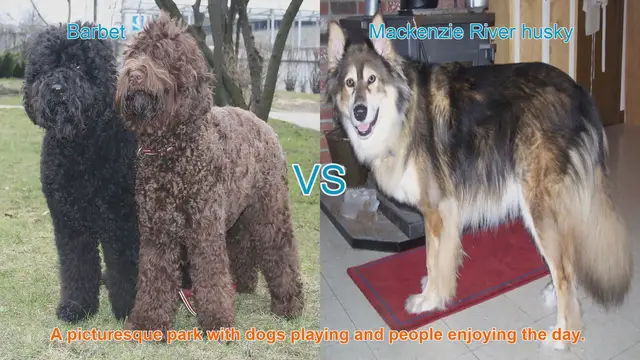 Video thumbnail for Barbet vs. Mackenzie River Husky: A Comprehensive Comparison
