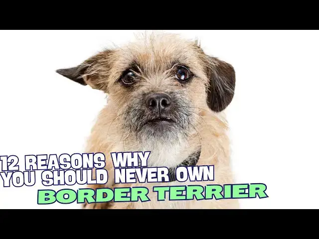 Video thumbnail for 12 Reasons Why You Should Never Own a Border Terrier! 🐾