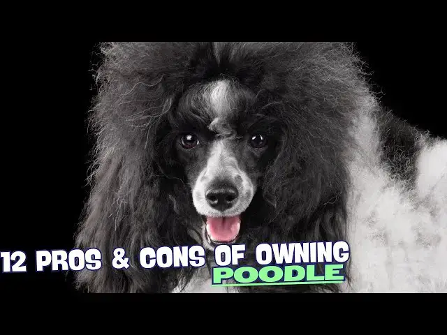 Video thumbnail for 12 Pros & Cons of Owning a Poodle🐾