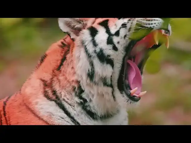 'Video thumbnail for How Tiger Metabolism Compares to Other Big Cats'