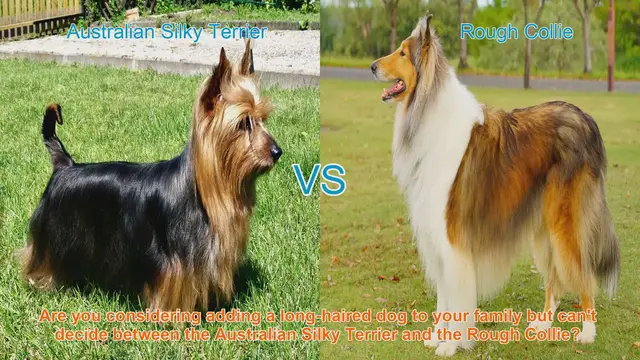 Video thumbnail for Choosing Between Australian Silky Terrier and Rough Collie: A Comprehensive Comparison