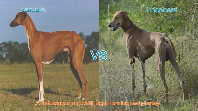 Video thumbnail for Azawakh vs. Chippiparai: A Comprehensive Comparison