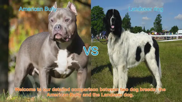 Video thumbnail for American Bully vs. Landseer Dog: A Comprehensive Breed Comparison