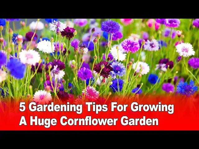Video thumbnail for 5 Gardening Tips For Growing A Huge Cornflower Garden