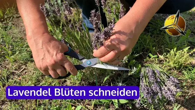 Aloe Vera Bltter richtig schneiden, ernten & aufbewahren  Philognosie