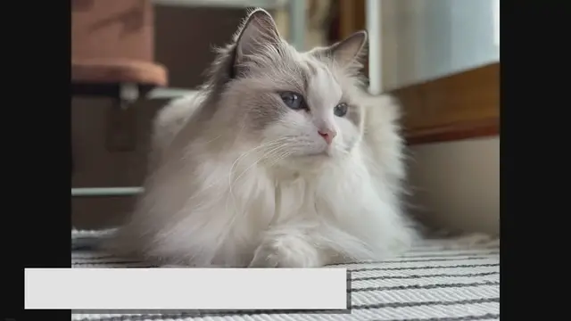Video thumbnail for Decoding the Enigmatic Personality of Ragdoll Cats