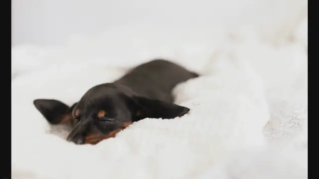 Video thumbnail for Why Does My Dachshund Snore?