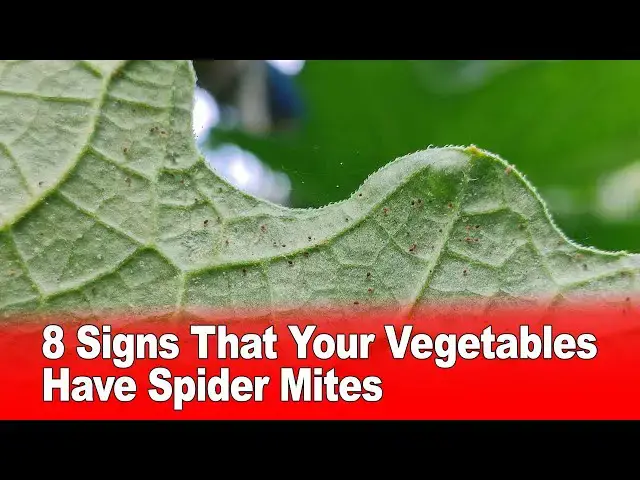 Video thumbnail for 8 Signs That Your Vegetables Have Spider Mites