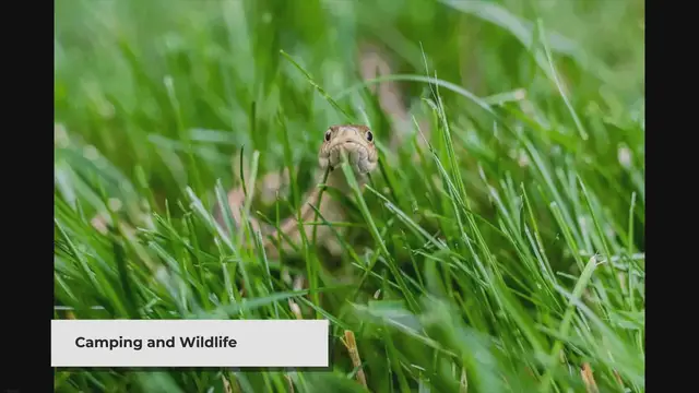 'Video thumbnail for The Ultimate Guide to Keeping Snakes Away from Your Campsite'