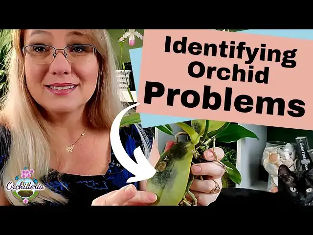 'Video thumbnail for Step-by-Step Guide to Identifying Orchid Problems: What is Wrong with my Orchid?'