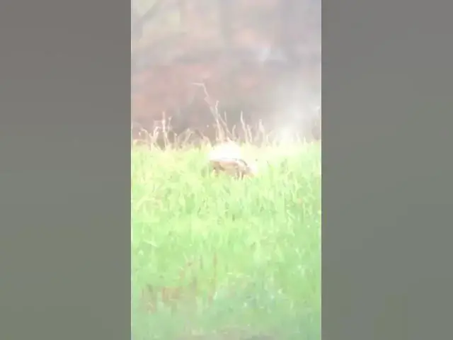 'Video thumbnail for Woodchuck 50gr VMAX'