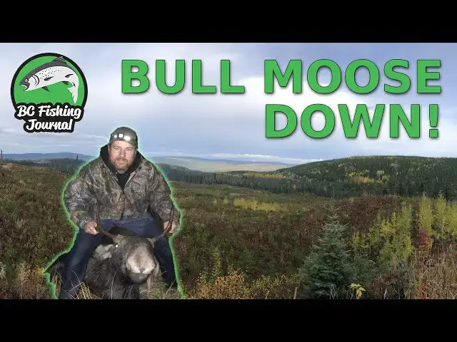 'Video thumbnail for BC Moose Hunting - BULL DOWN!'
