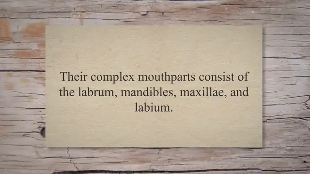 Video thumbnail for Do Cockroaches Have Teeth? (Explained)