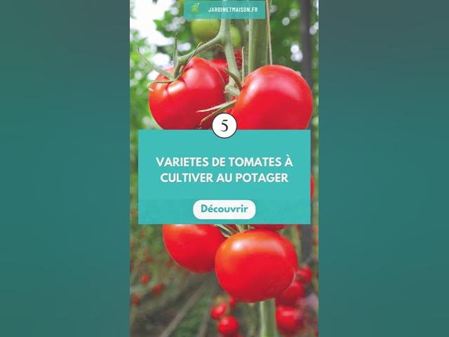 Video thumbnail for 5 variétés de tomates à cultiver au potager