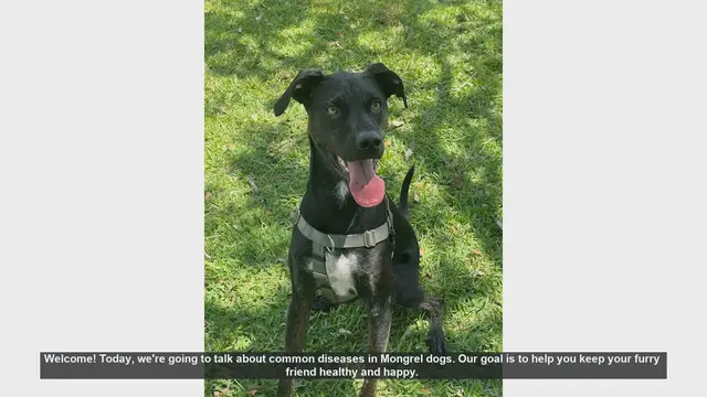 Video thumbnail for Common Health Issues in Mongrel Dogs and How to Prevent Them