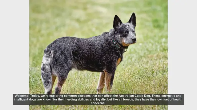 Video thumbnail for Common Health Issues in Australian Cattle Dogs