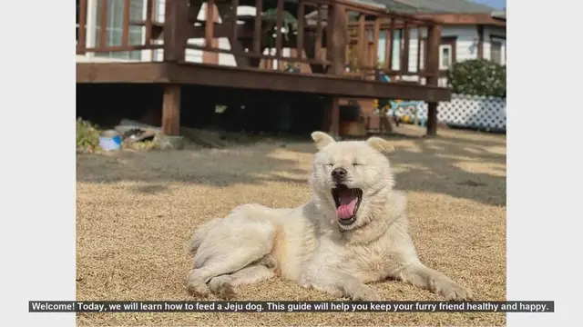 Video thumbnail for How to Feed Your Jeju Dog: A Complete Guide