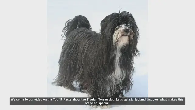 Video thumbnail for Top 10 Fascinating Facts About Tibetan Terriers