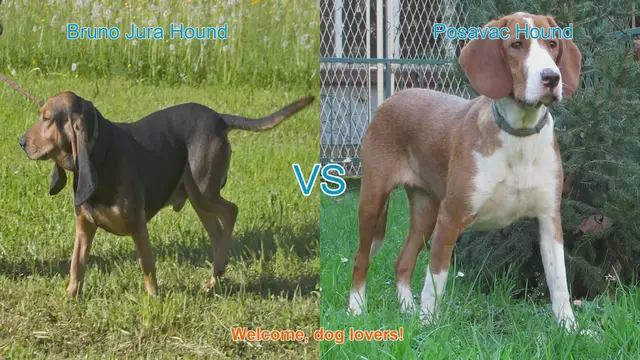 Video thumbnail for Bruno Jura Hound vs. Posavac Hound: A Comparative Guide