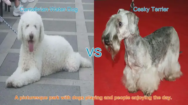 Video thumbnail for Exploring the Cantabrian Water Dog and Cesky Terrier: Origins, Characteristics, and Temperaments