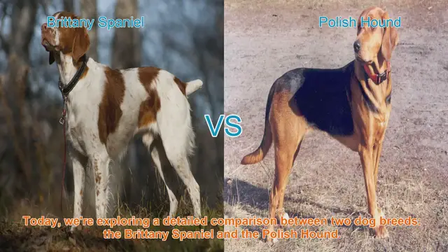 Video thumbnail for Brittany Spaniel vs. Polish Hound: A Comprehensive Comparison