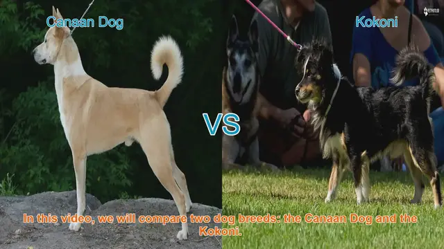 Video thumbnail for Canaan Dog vs. Kokoni: A Breed Comparison