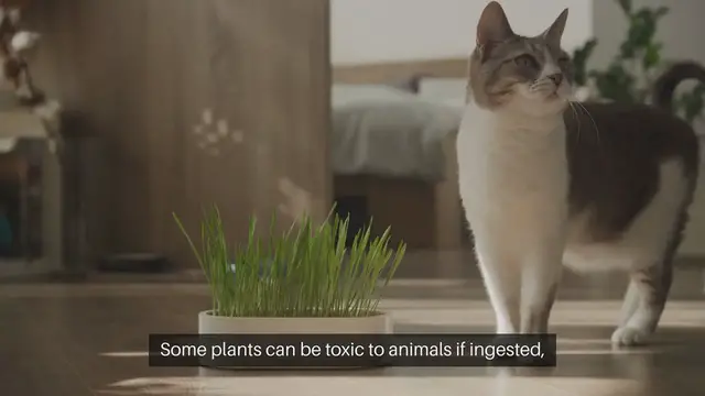 Video thumbnail for The Best Indoor Plants for Pet Owners