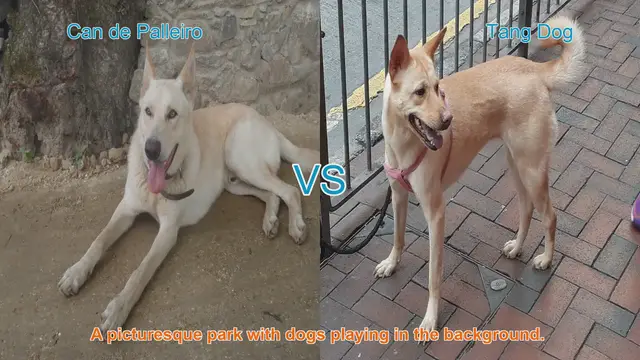 Video thumbnail for Comparing Can de Palleiro and Tang Dog: A Breed Showcase