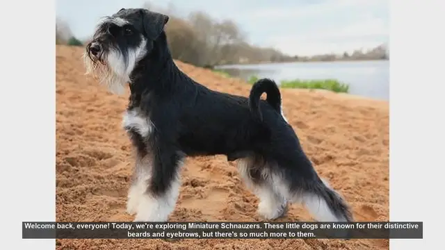 Video thumbnail for Pros and Cons of Owning a Miniature Schnauzer