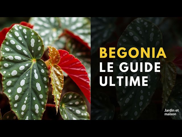 Video thumbnail for Begonia Maculata : Le Guide pour une Culture Facile et Réussie