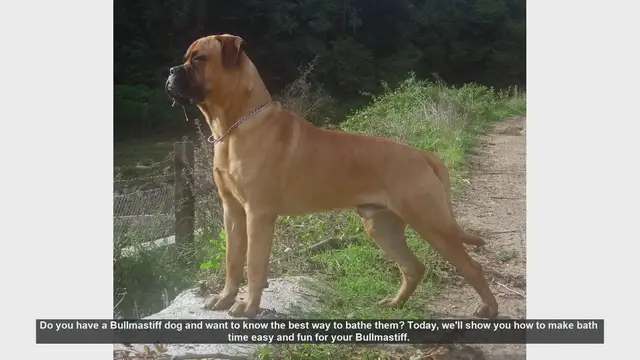 Video thumbnail for How to Bathe Your Bullmastiff: Easy and Fun Tips!