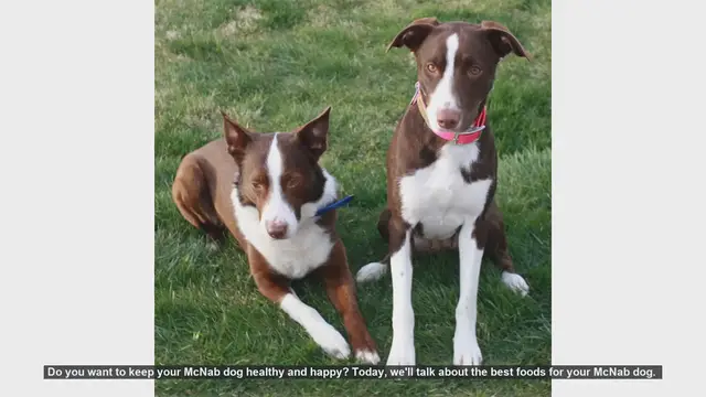 Video thumbnail for Top Foods to Keep Your McNab Dog Healthy and Happy