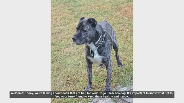 Video thumbnail for Foods to Avoid for Your Dogo Sardesco: Keep Your Dog Safe and Healthy