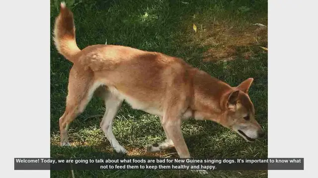 Video thumbnail for Foods to Avoid for New Guinea Singing Dogs: Keep Your Pet Safe!