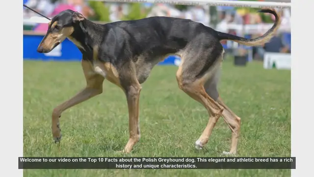 Video thumbnail for Top 10 Fascinating Facts About the Polish Greyhound