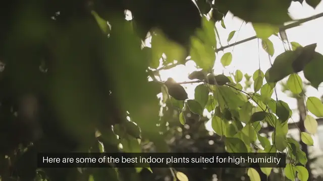 Video thumbnail for Best Indoor Plants for Humid Environments