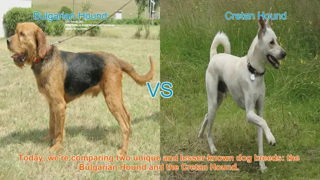 Video thumbnail for Bulgarian Hound vs. Cretan Hound: A Comparative Guide