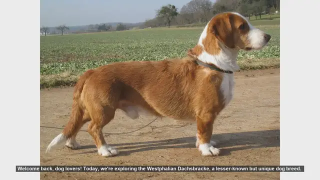 Video thumbnail for Westphalian Dachsbracke: Pros and Cons of This Unique Dog Breed