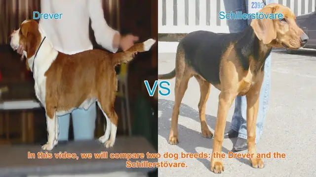 Video thumbnail for Drever vs. Schillerstövare: A Comprehensive Comparison