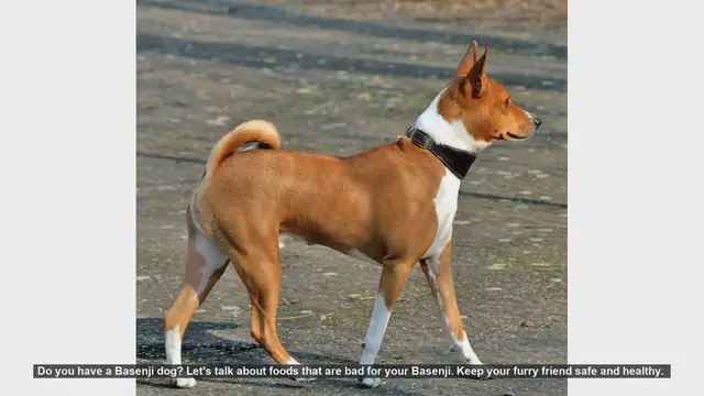 Video thumbnail for Foods to Avoid for Your Basenji: Keep Your Dog Safe and Healthy